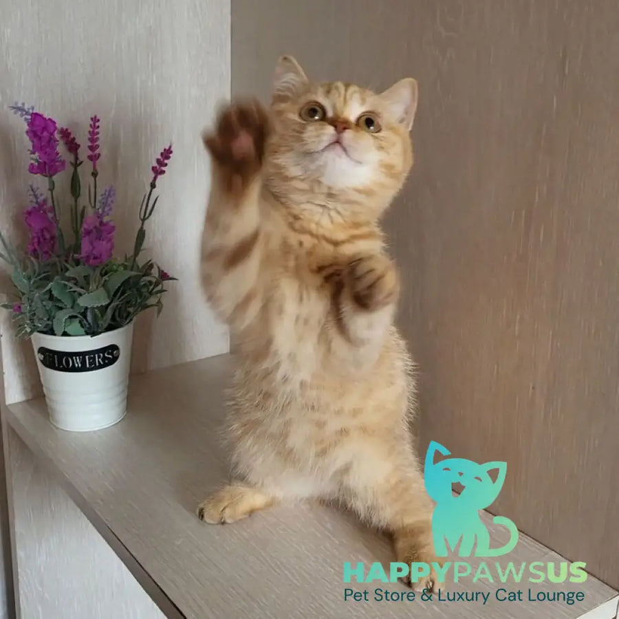 Alina British Shorthair female cinnamon - live animals