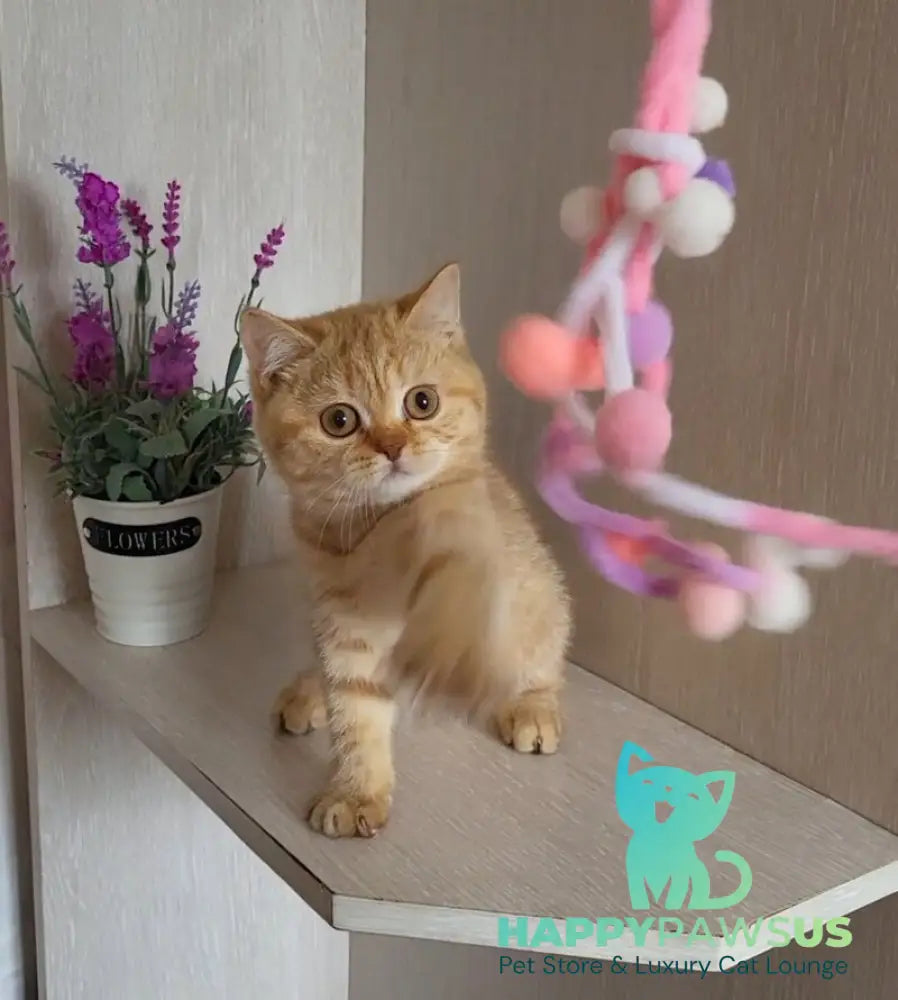 Alina British Shorthair female cinnamon - live animals