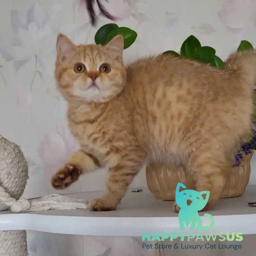 Alina British Shorthair female cinnamon - live animals