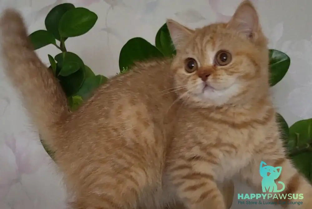 Alina British Shorthair female cinnamon - live animals