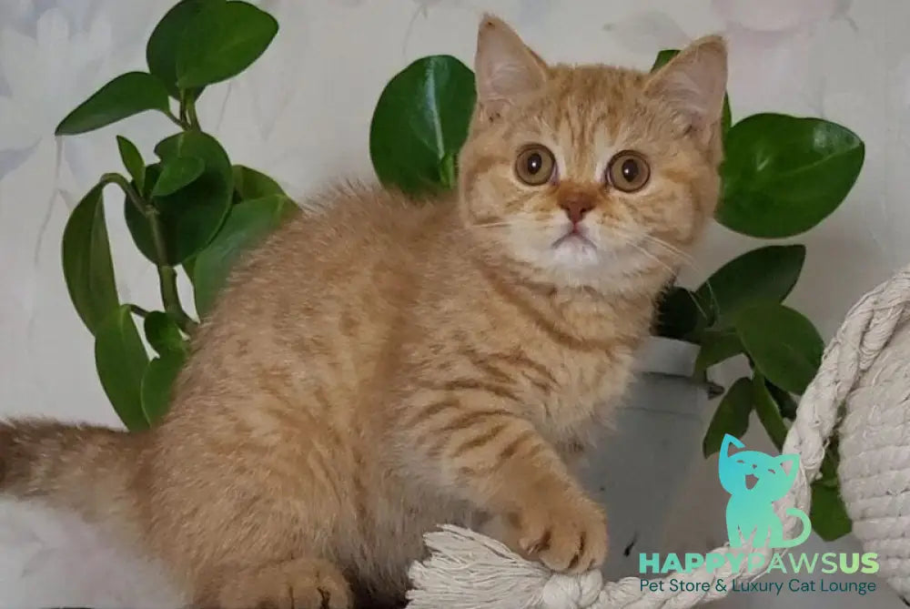 Alina British Shorthair female cinnamon - live animals