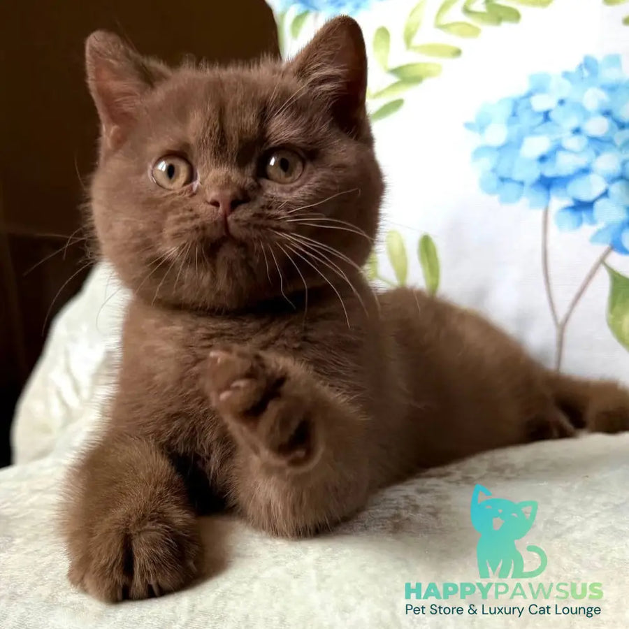 Alina British Shorthair female cinnamon - live animals