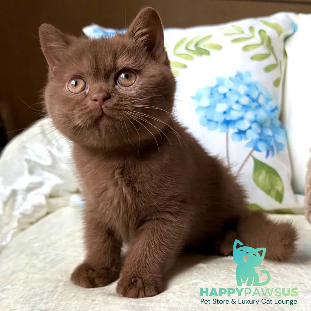 Alina British Shorthair female cinnamon - live animals