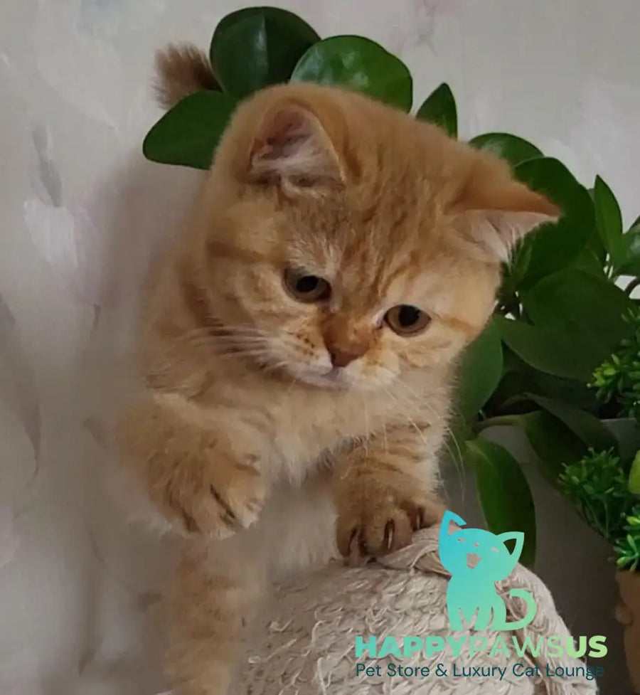 Alina British Shorthair female cinnamon - live animals