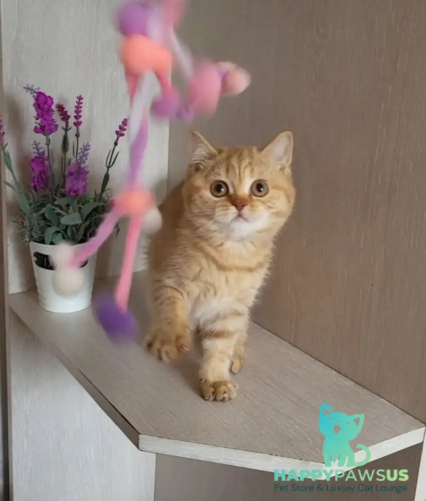 Alina British Shorthair female cinnamon - live animals