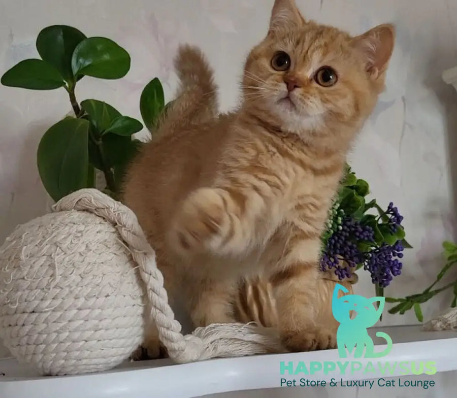 Alina British Shorthair female cinnamon - live animals