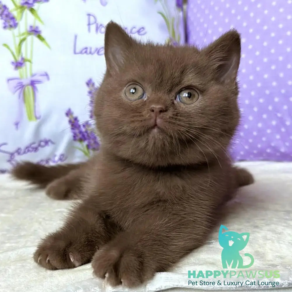 Alina British Shorthair female cinnamon - live animals