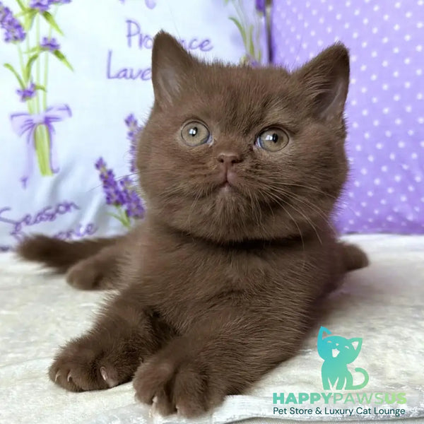 Alina British Shorthair female cinnamon - live animals
