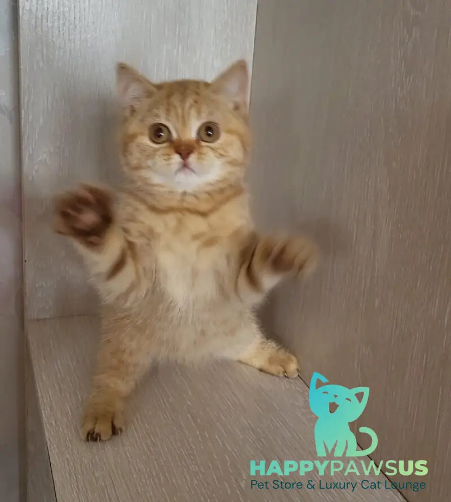 Alina British Shorthair female cinnamon - live animals