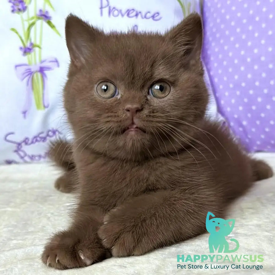 Alina British Shorthair female cinnamon - live animals