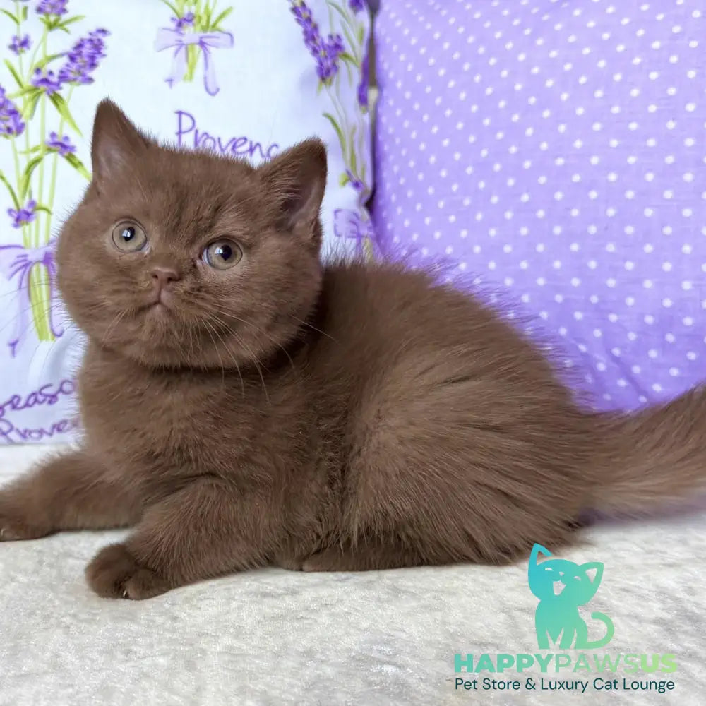 Alina British Shorthair female cinnamon - live animals