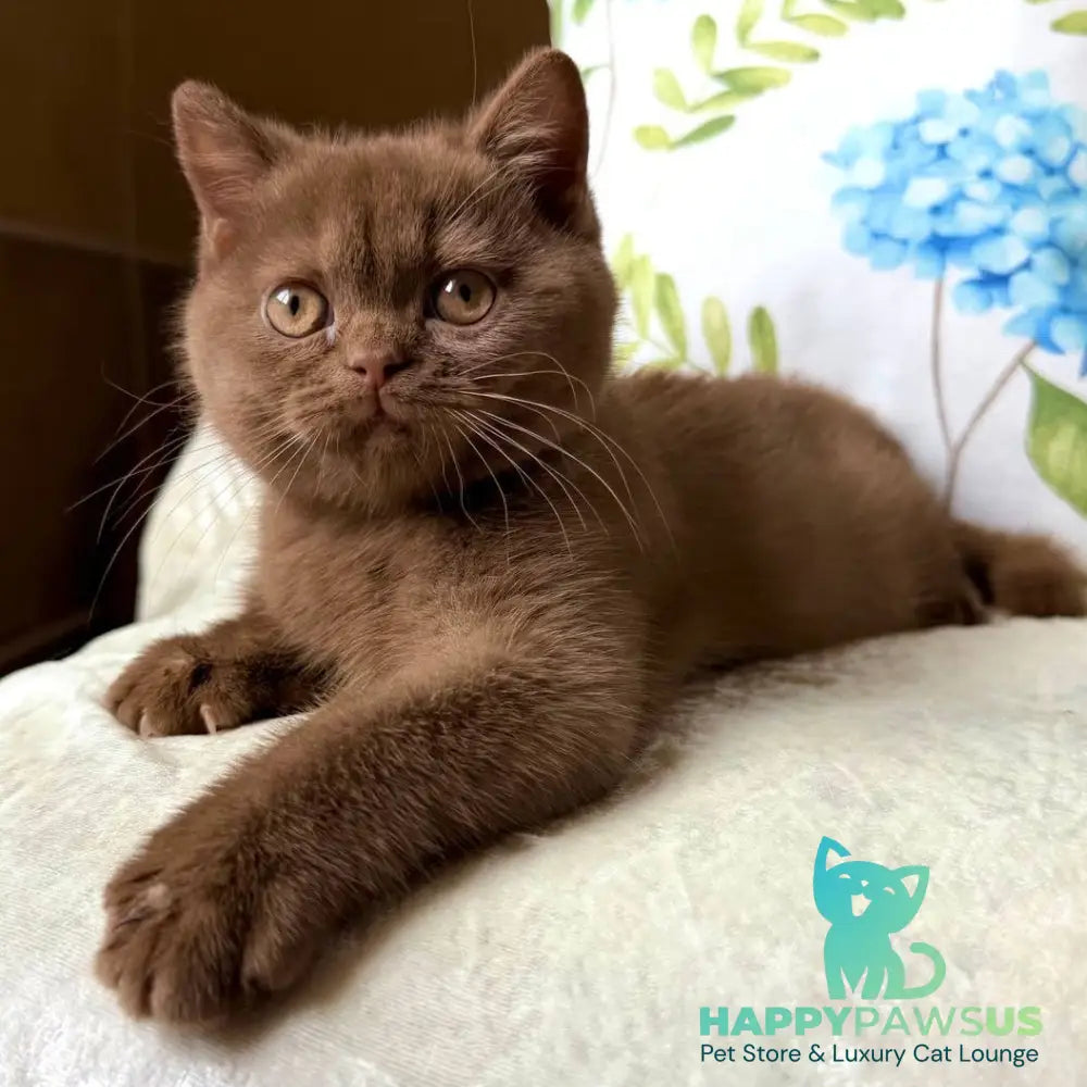 Alina British Shorthair female cinnamon - live animals