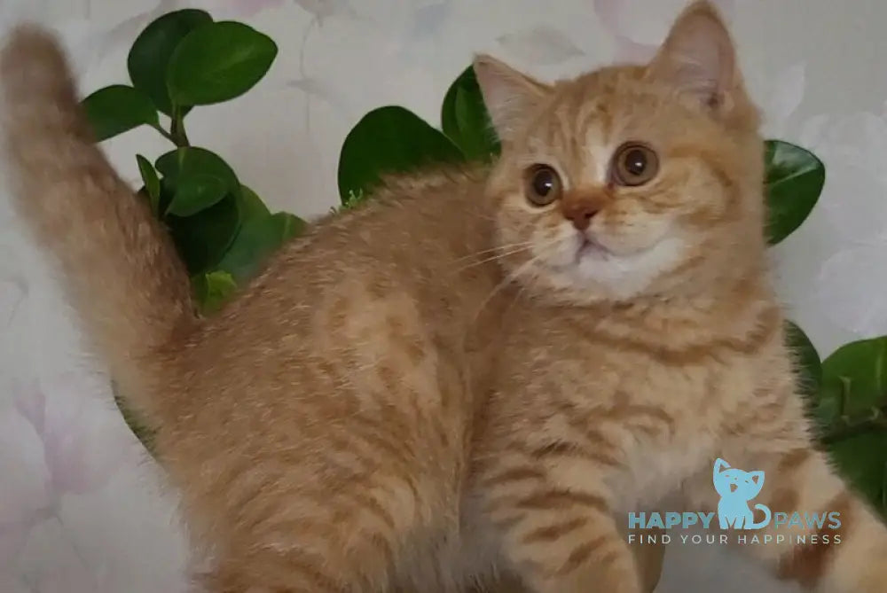 Alina British Shorthair female cinnamon - live animals