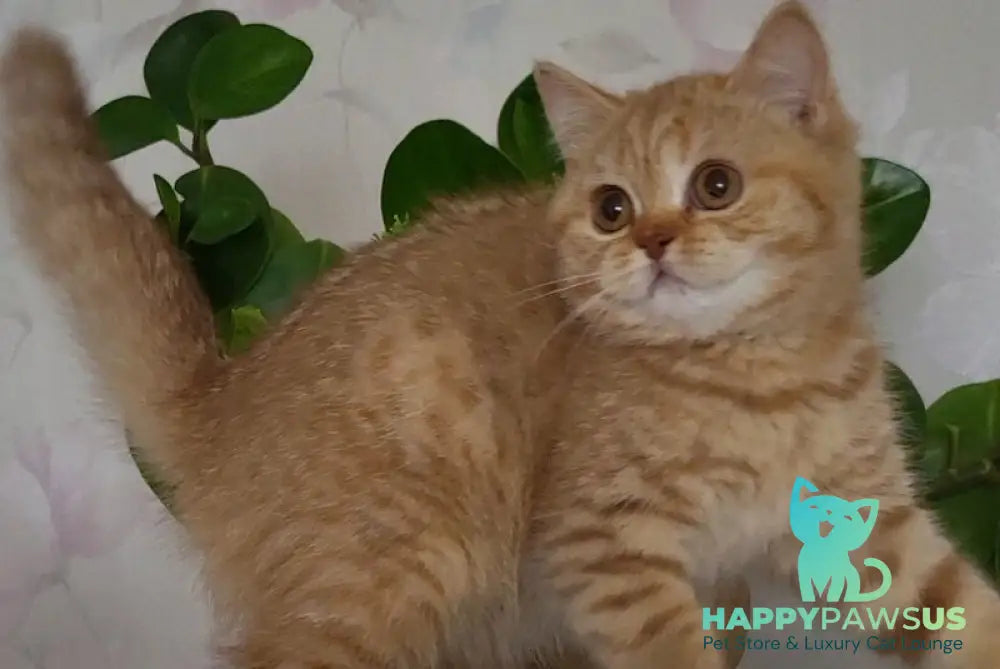 Alina British Shorthair female cinnamon - live animals