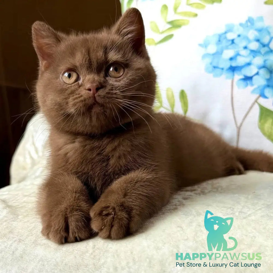 Alina British Shorthair female cinnamon - live animals