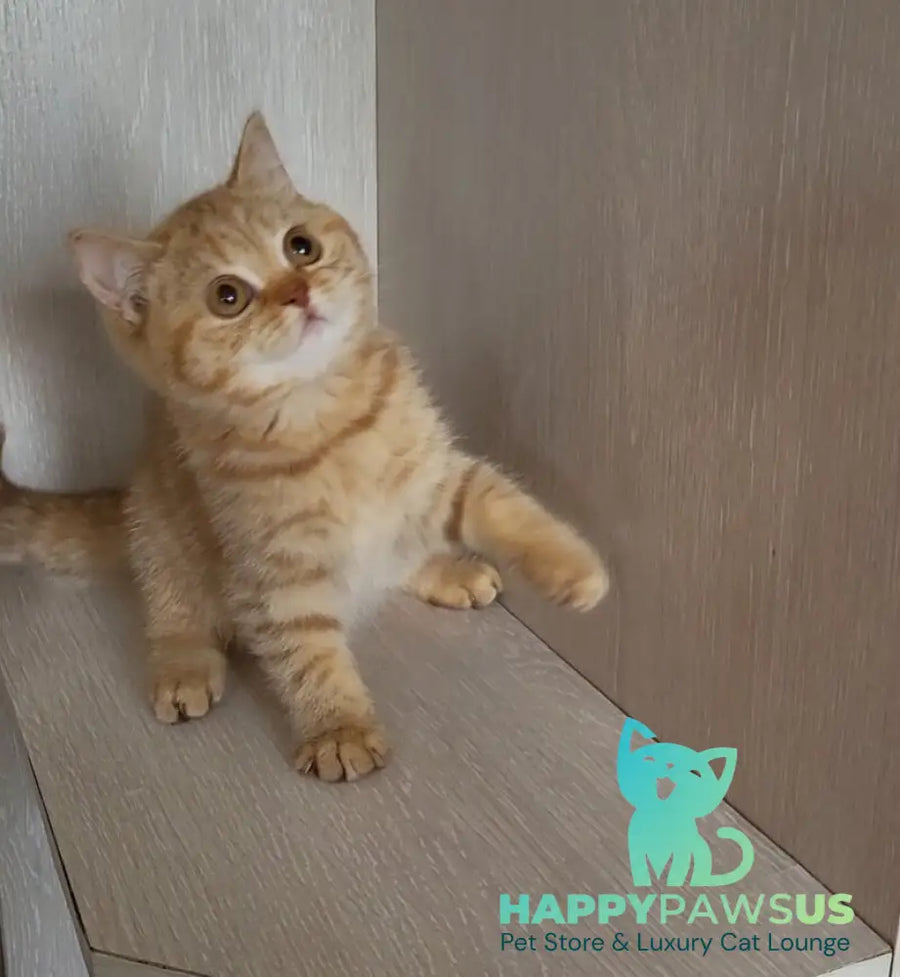Alina British Shorthair female cinnamon - live animals