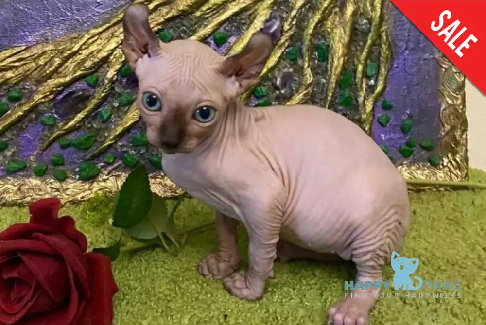 Alina Dwelf female chocolate pointed live animals