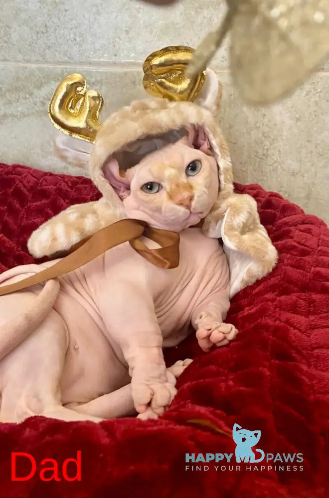 Alina Dwelf female chocolate pointed live animals