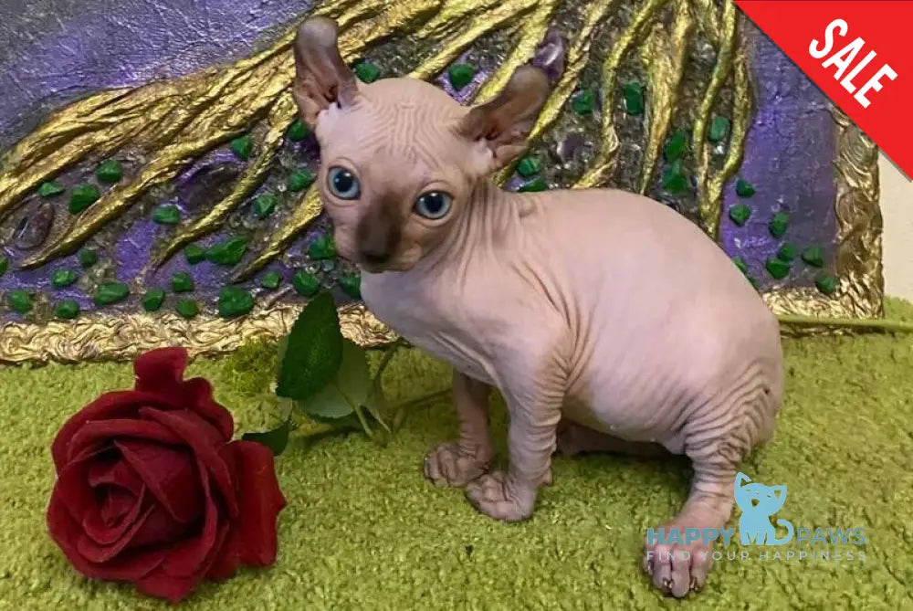 Alina Dwelf female chocolate pointed live animals