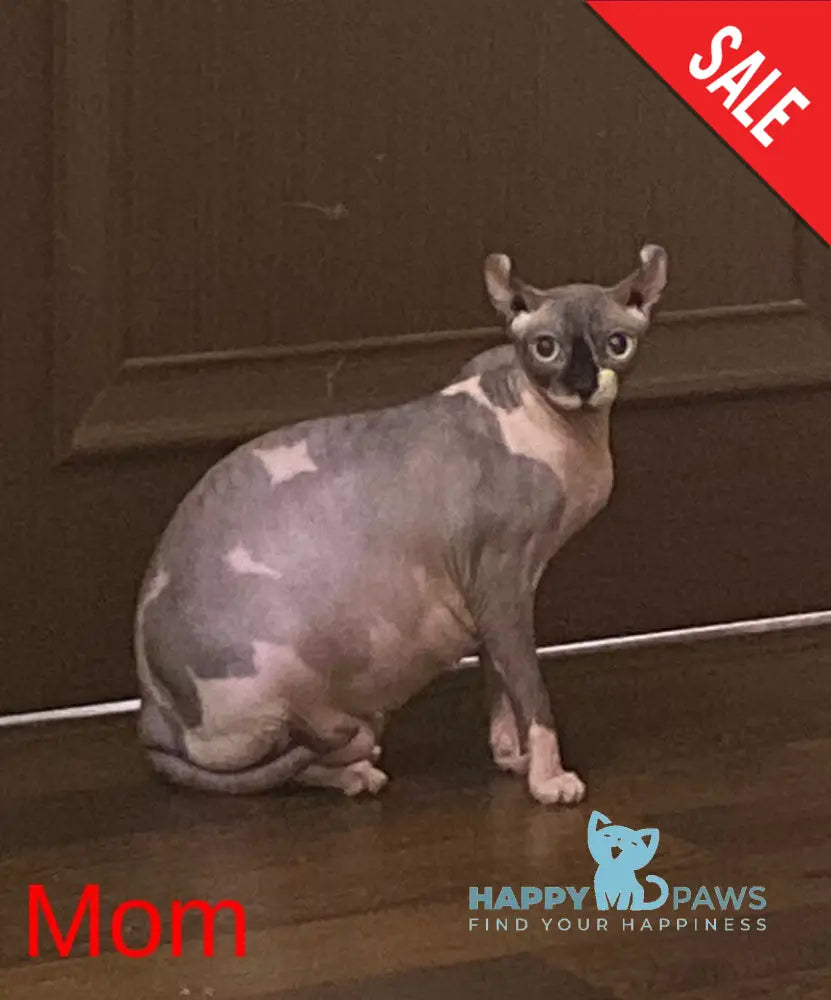 Alina Dwelf female chocolate pointed live animals