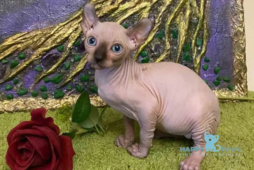 Alina Dwelf female chocolate pointed live animals