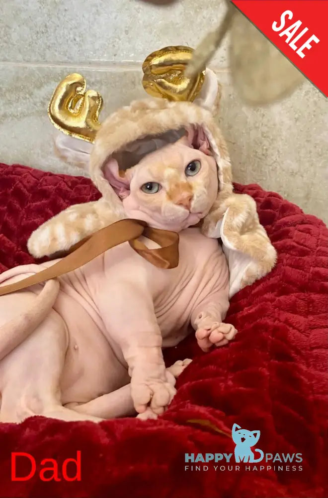 Alina Dwelf female chocolate pointed live animals