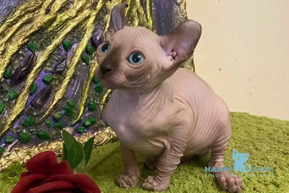 Alina Dwelf female chocolate pointed live animals