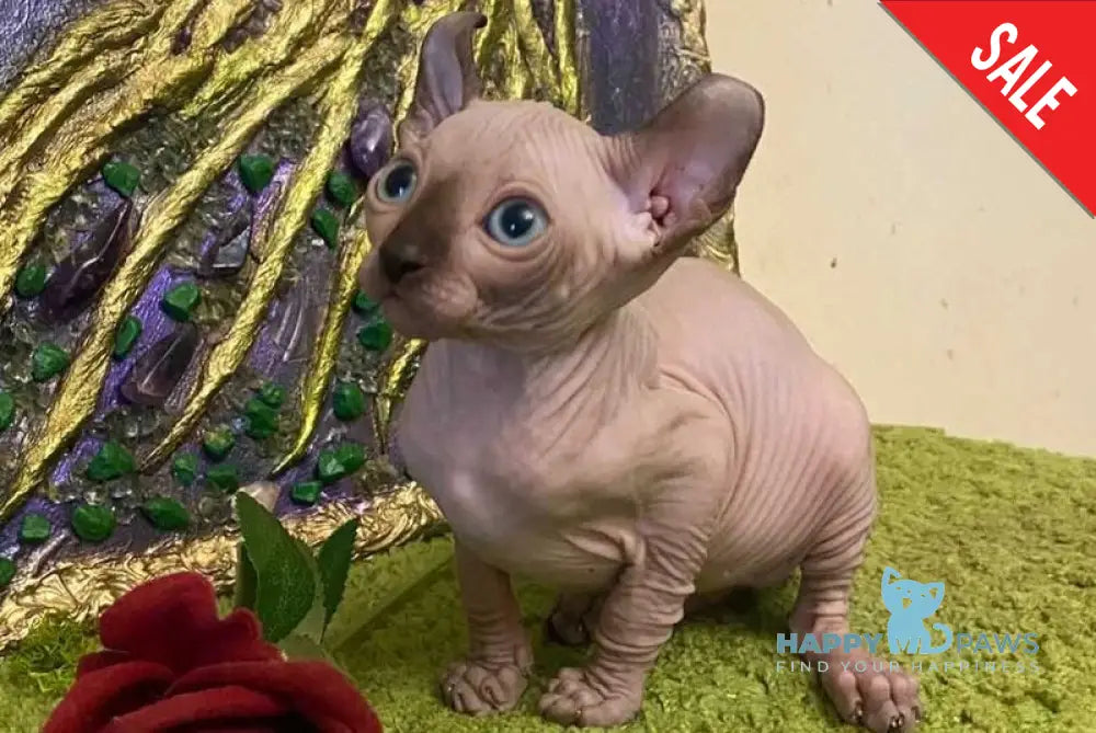 Alina Dwelf female chocolate pointed live animals