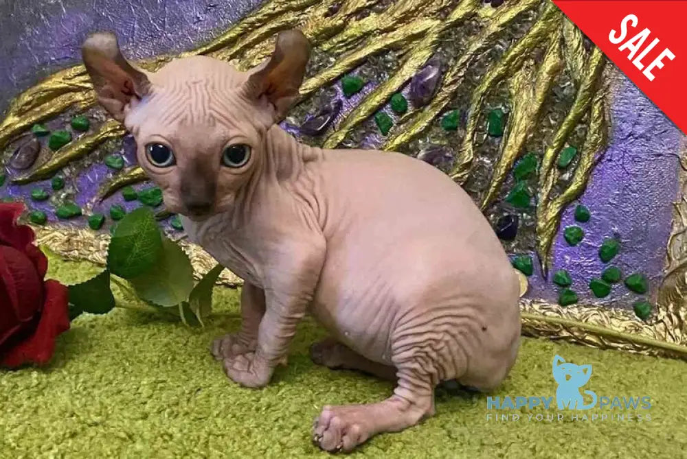 Alina Dwelf female chocolate pointed live animals