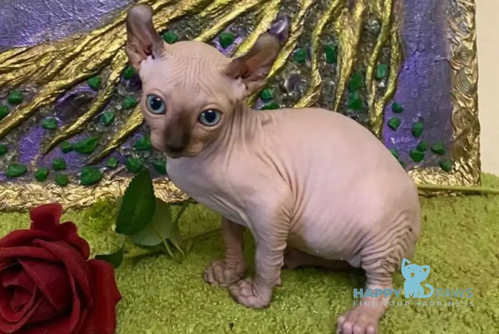 Alina Dwelf female chocolate pointed live animals