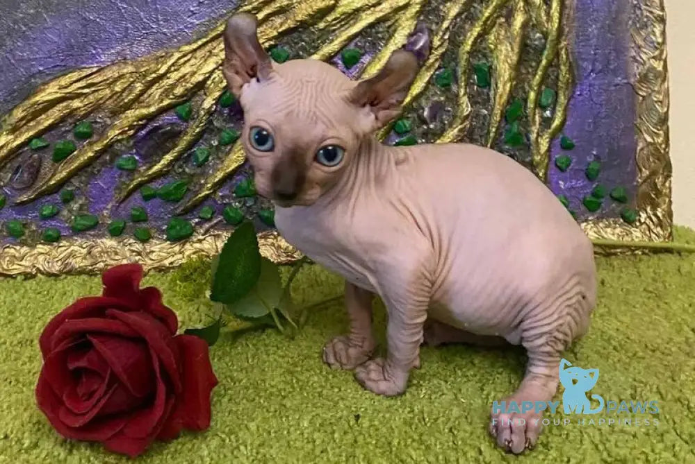 Alina Dwelf female chocolate pointed live animals