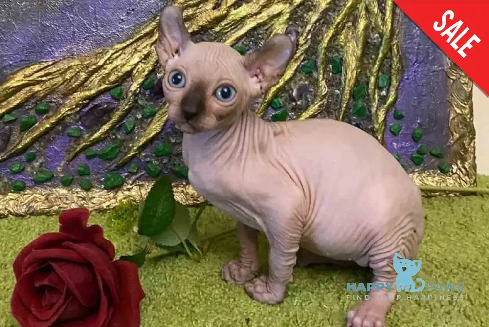 Alina Dwelf female chocolate pointed live animals