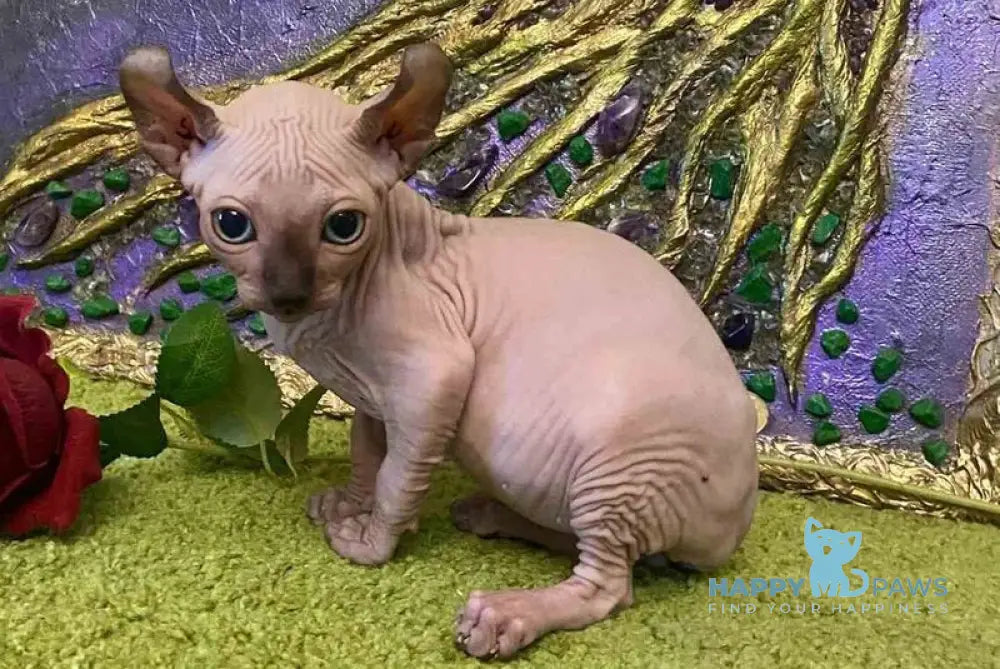 Alina Dwelf female chocolate pointed live animals