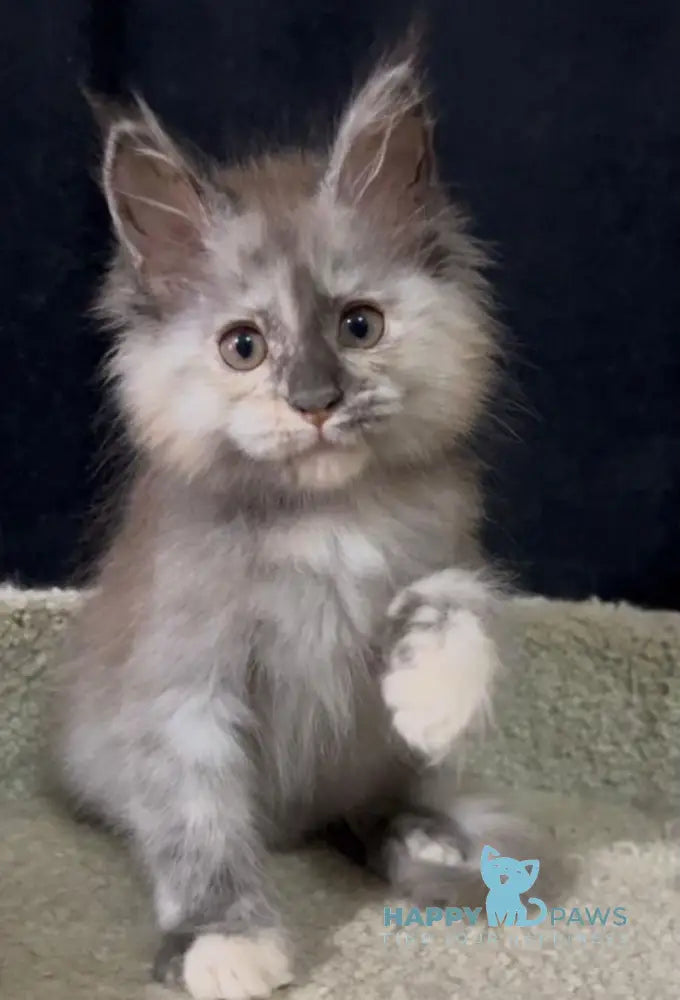 Alina Maine Coon female black tortie smoke live animals