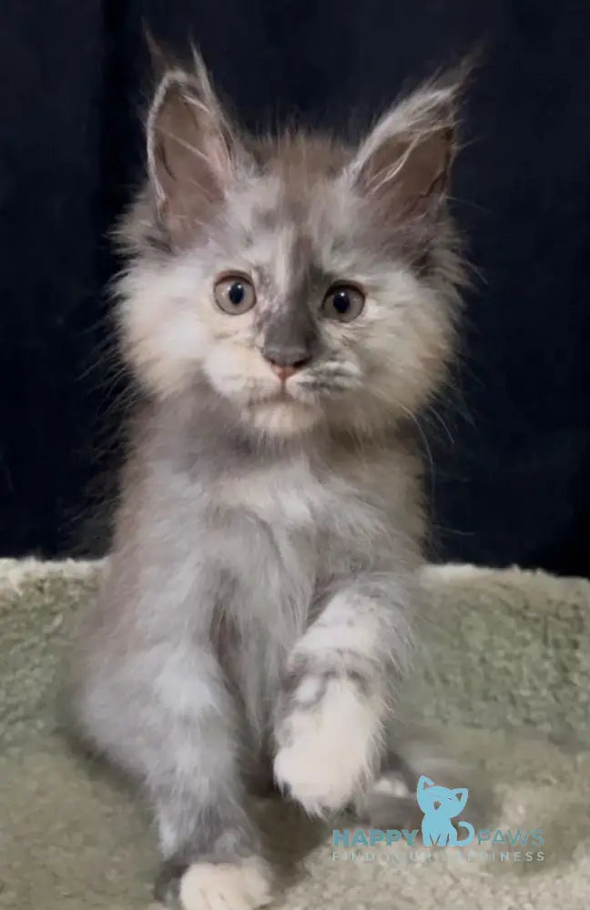Alina Maine Coon female black tortie smoke live animals
