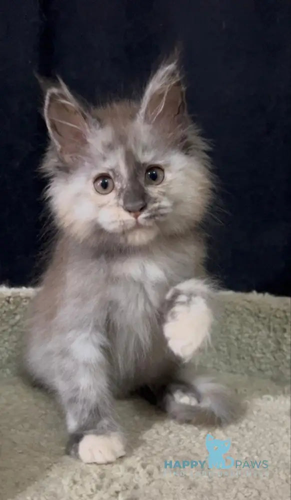 Alina Maine Coon female black tortie smoke live animals