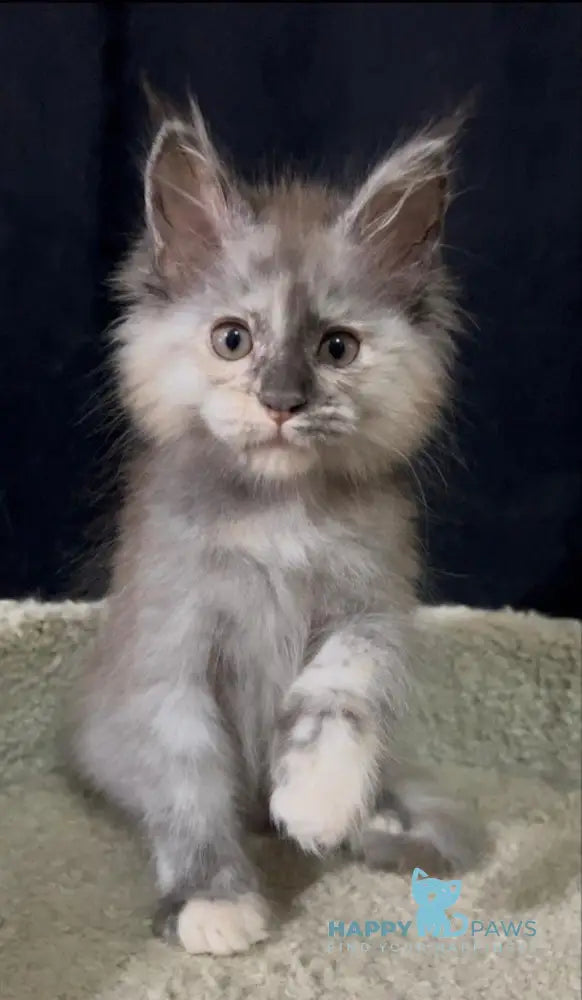 Alina Maine Coon female black tortie smoke live animals