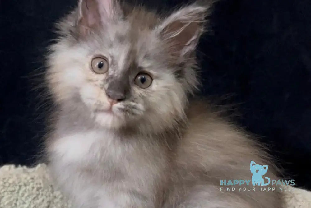 Alina Maine Coon female black tortie smoke live animals