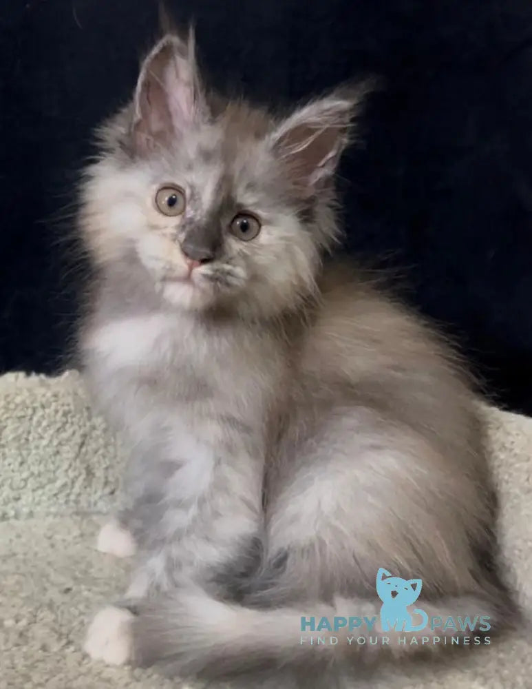 Alina Maine Coon female black tortie smoke live animals