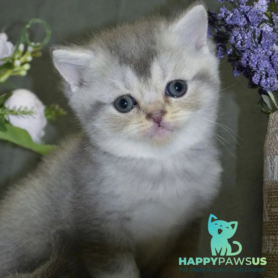 Alina Scottish Straight female blue silver shaded - live animals