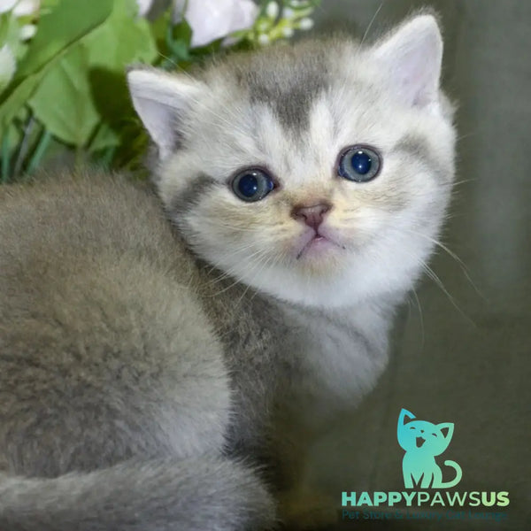 Alina Scottish Straight female blue silver shaded - live animals