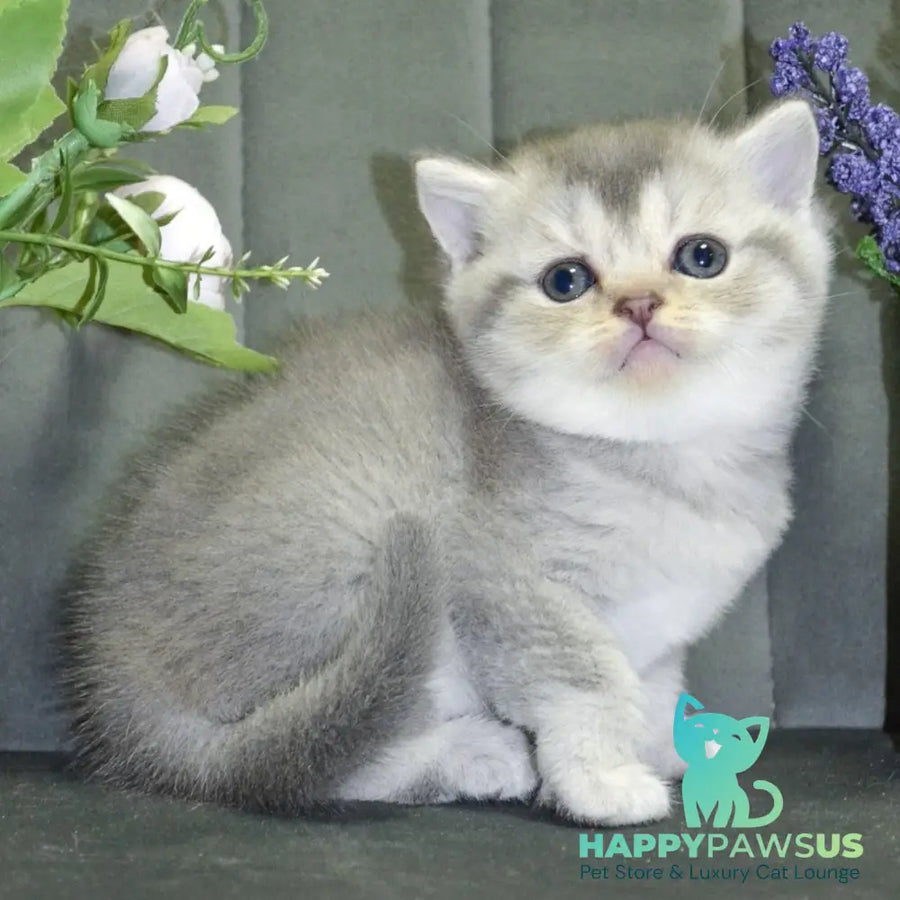 Alina Scottish Straight female blue silver shaded - live animals