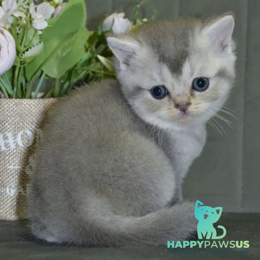 Alina Scottish Straight female blue silver shaded - live animals