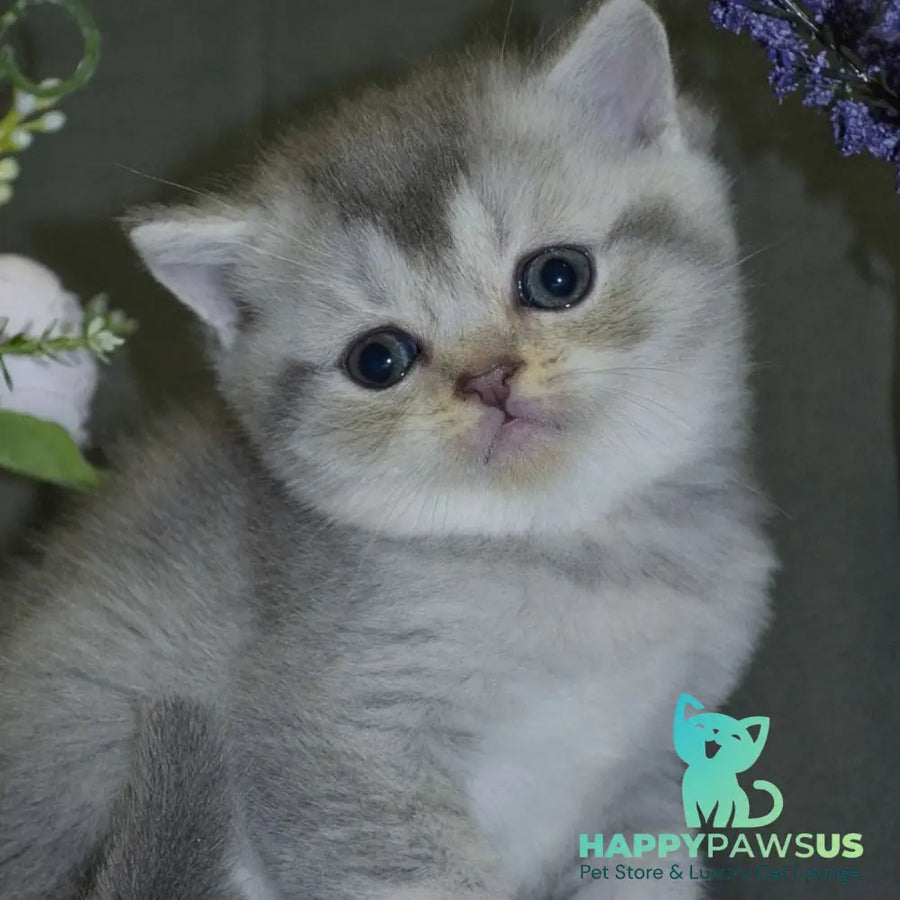 Alina Scottish Straight female blue silver shaded - live animals
