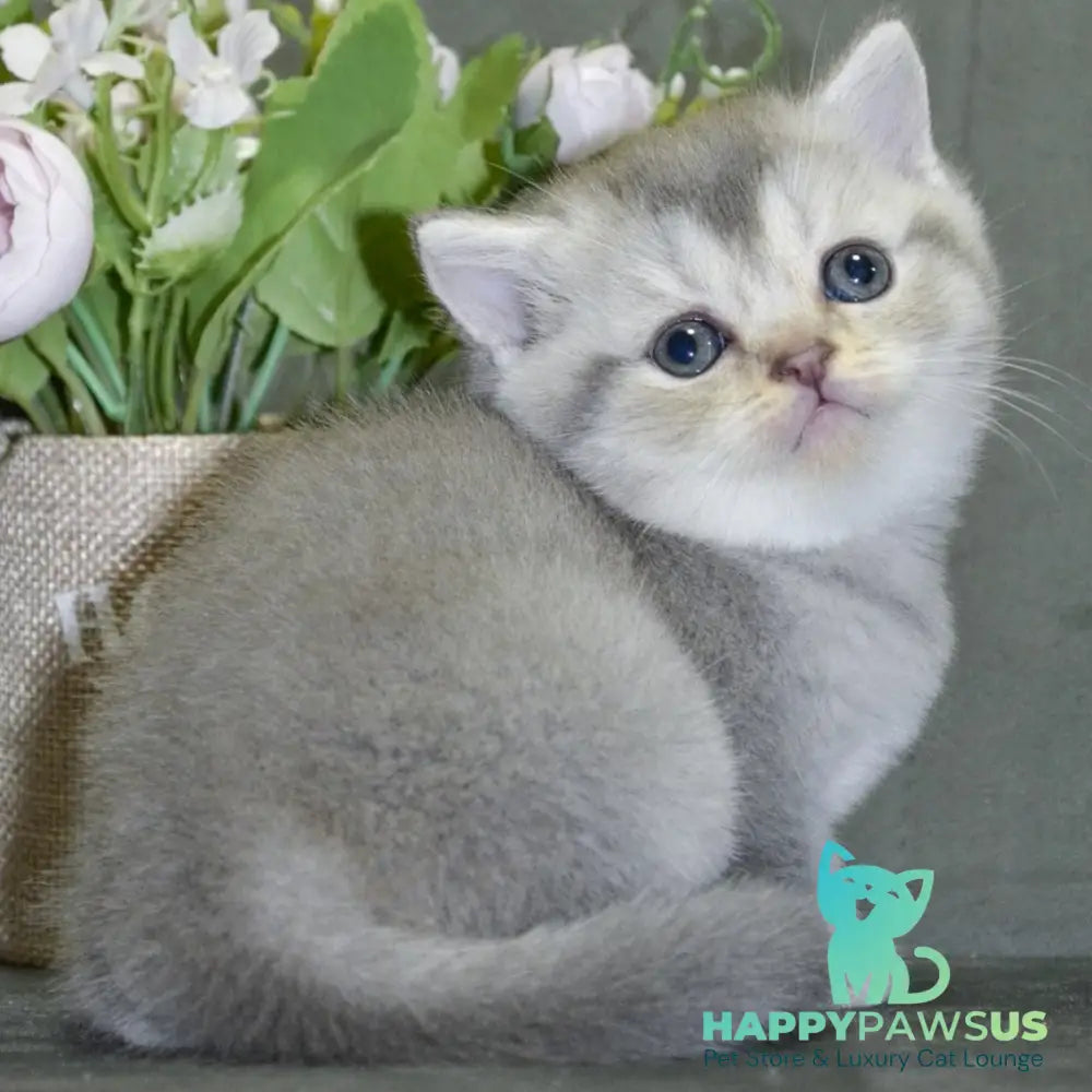 Alina Scottish Straight female blue silver shaded - live animals