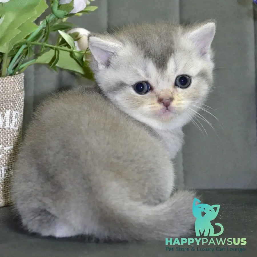Alina Scottish Straight female blue silver shaded - live animals