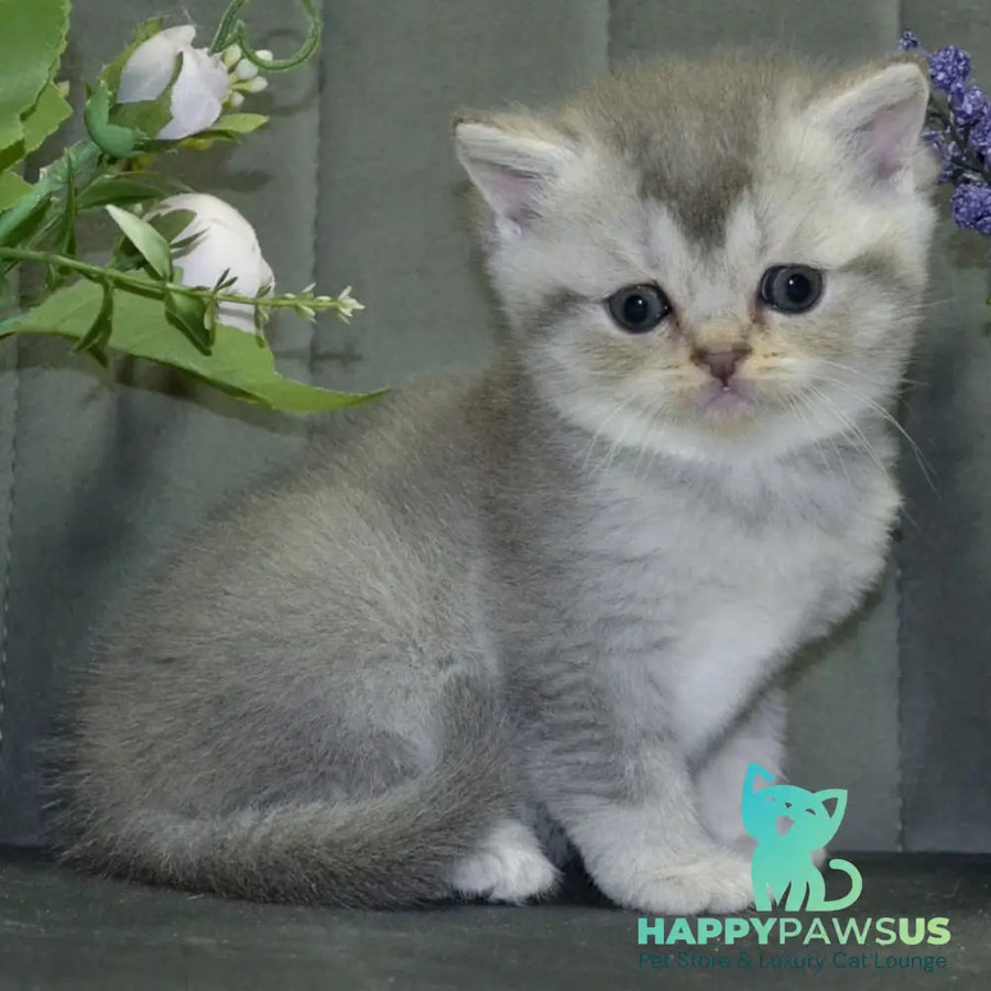 Alina Scottish Straight female blue silver shaded - live animals