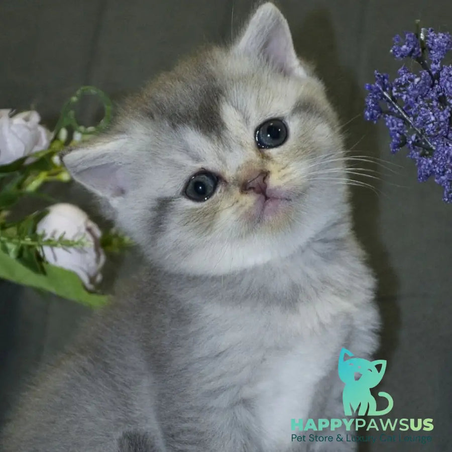 Alina Scottish Straight female blue silver shaded - live animals