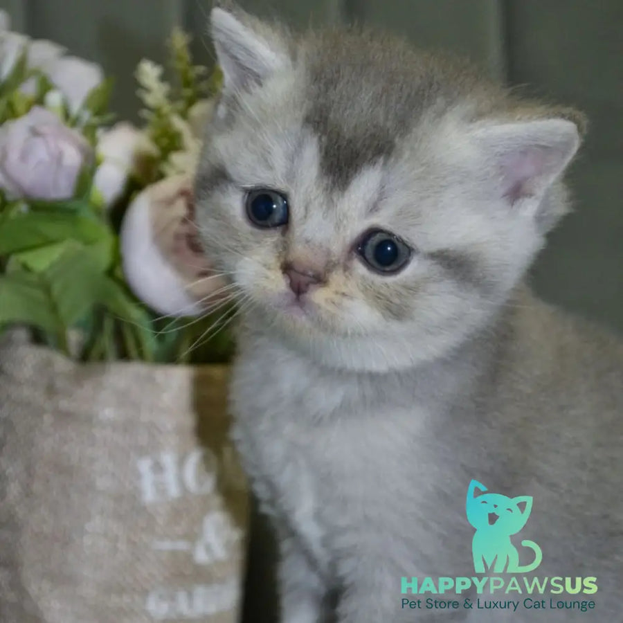 Alina Scottish Straight female blue silver shaded - live animals
