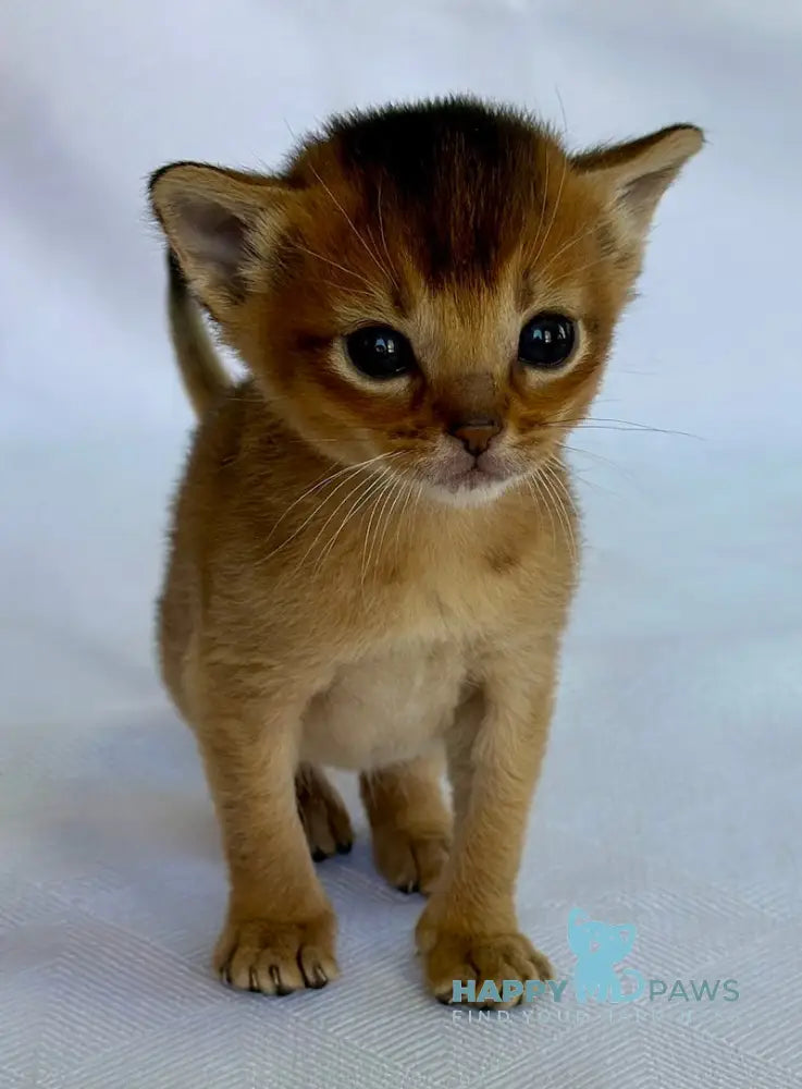 Alisa Abyssinian female ruddy live animals